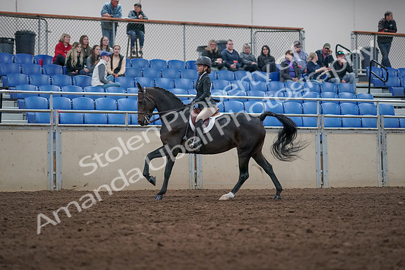 2019 Morgan Horse Show - Aug 31, 2019 - 20609