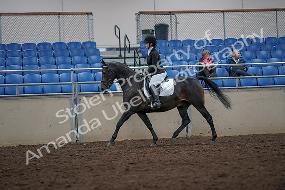 2019 Morgan Horse Show - Aug 31, 2019 - 16548