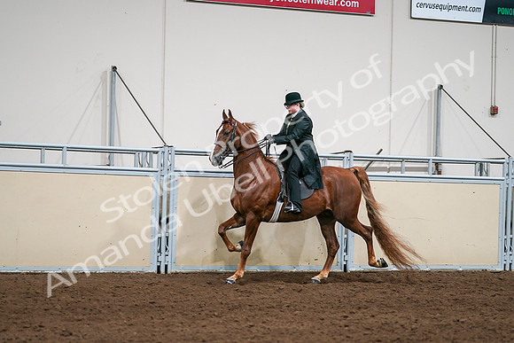 2020 - AB Morgan Horse - Sat, Sept 05 - 08043