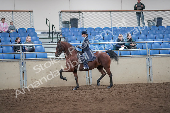 2019 Morgan Horse Show - Aug 31, 2019 - 09258