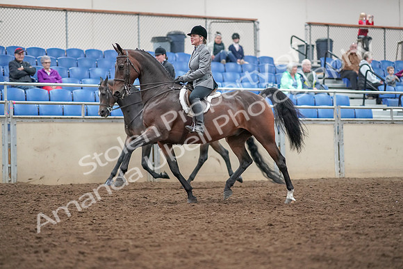 2019 Morgan Horse Show - Aug 30, 2019 - 20176