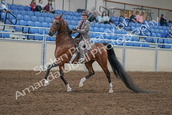 2020 - AB Morgan Horse - Fri, Sept 04 - 11312