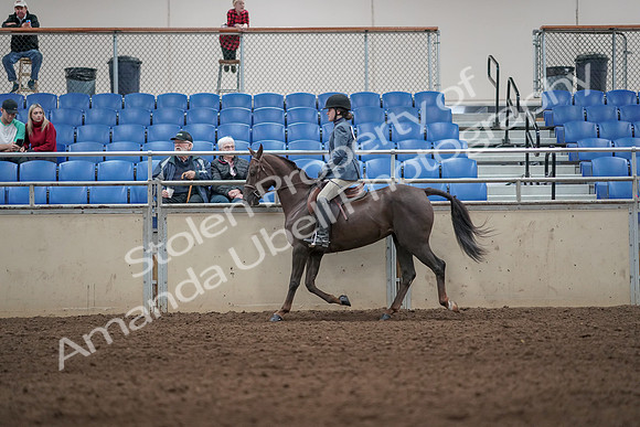 2019 Morgan Horse Show - Aug 31, 2019 - 07208