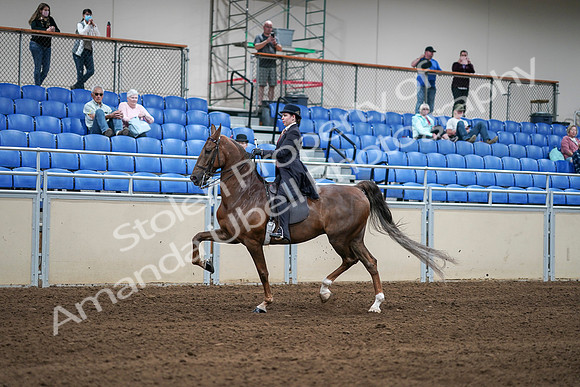 2020 - AB Morgan Horse - Sat, Sept 05 - 06209