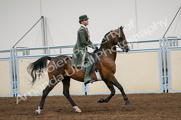 2020 - AB Morgan Horse - Fri, Sept 04 - 03367