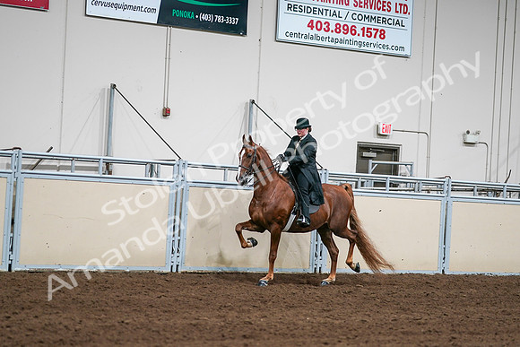 2020 - AB Morgan Horse - Sat, Sept 05 - 08032