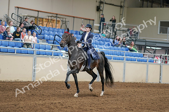 2020 - AB Morgan Horse - Sat, Sept 05 - 06257
