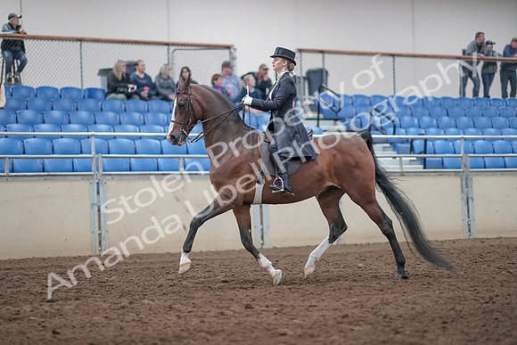 2019 Morgan Horse Show - Aug 31, 2019 - 20375