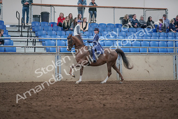 2019 Morgan Horse Show - Aug 31, 2019 - 20630