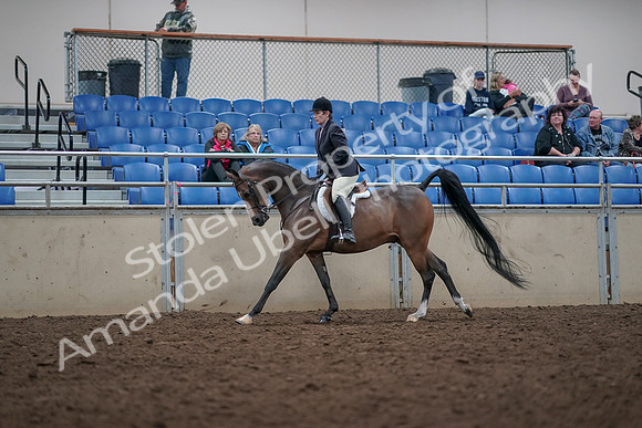 2019 Morgan Horse Show - Aug 31, 2019 - 16033