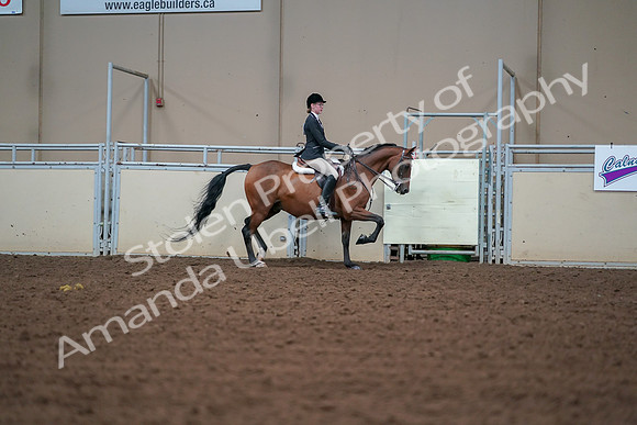 2019 Morgan Horse Show - Aug 30, 2019 - 20913