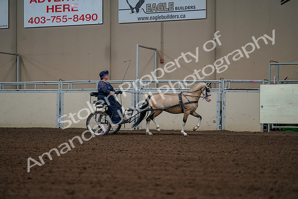 2019 Morgan Horse Show - Aug 30, 2019 - 13449