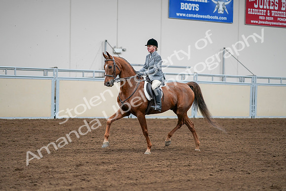 2020 - AB Morgan Horse - Sat, Sept 05 - 03281
