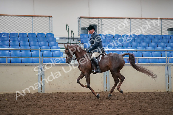 2019 Morgan Horse Show - Aug 30, 2019 - 17481