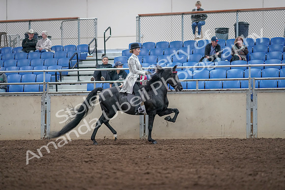 2019 Morgan Horse Show - Aug 31, 2019 - 09623