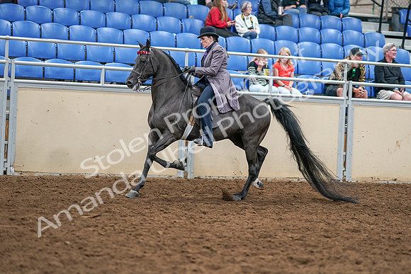2020 - AB Morgan Horse - Sat, Sept 05 - 13753