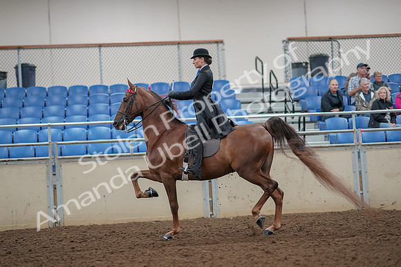 2019 Morgan Horse Show - Aug 30, 2019 - 25060