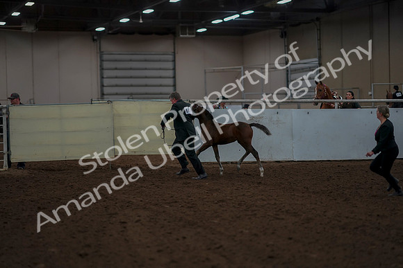 2019 Morgan Horse Show - Aug 30, 2019 - 24764