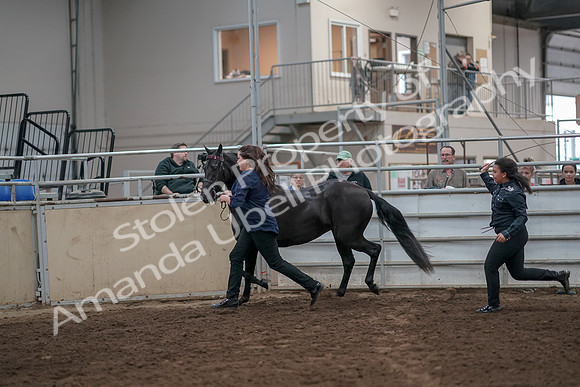 2019 Morgan Horse Show - Aug 31, 2019 - 00893