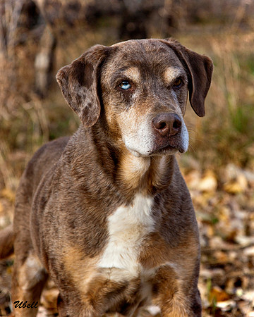 Dogs and Cats - 031