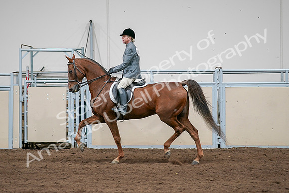2020 - AB Morgan Horse - Sat, Sept 05 - 03045