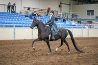 2020 - AB Morgan Horse - Sun, Sept 06 - 08300