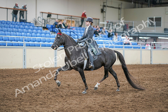 2020 - AB Morgan Horse - Sun, Sept 06 - 08300