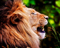 Big Cats - 019