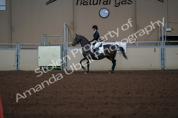 2019 Morgan Horse Show - Aug 30, 2019 - 18365