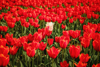 2024 - April 14 - tulip festival - 0554
