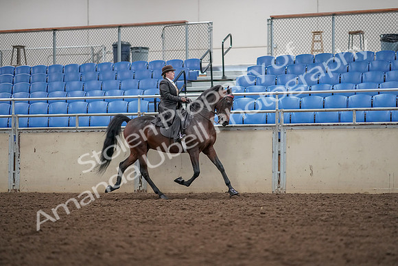 2019 Morgan Horse Show - Aug 30, 2019 - 28221