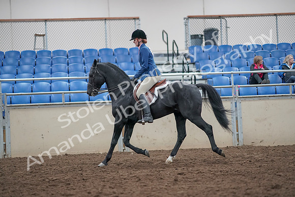 2019 Morgan Horse Show - Aug 31, 2019 - 16580