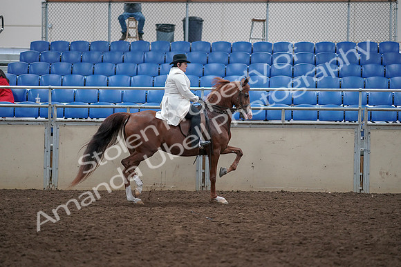 2019 Morgan Horse Show - Aug 31, 2019 - 17985
