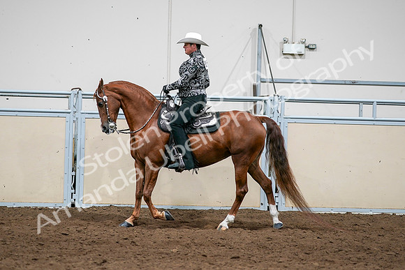 2020 - AB Morgan Horse - Sun, Sept 06 - 07585