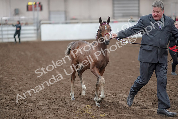 2019 Morgan Horse Show - Aug 31, 2019 - 00851