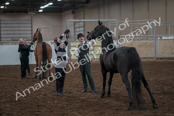 2019 Morgan Horse Show - Aug 31, 2019 - 03803