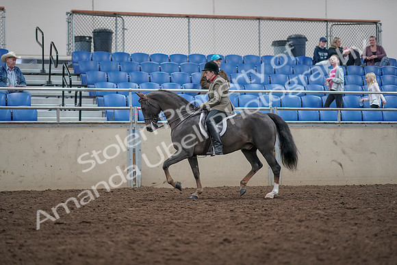 2019 Morgan Horse Show - Aug 31, 2019 - 14922