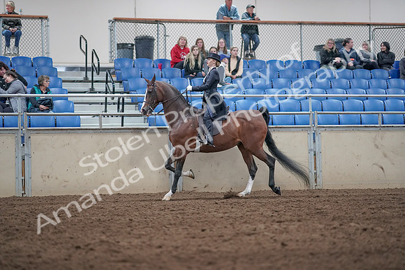 2019 Morgan Horse Show - Aug 31, 2019 - 20487