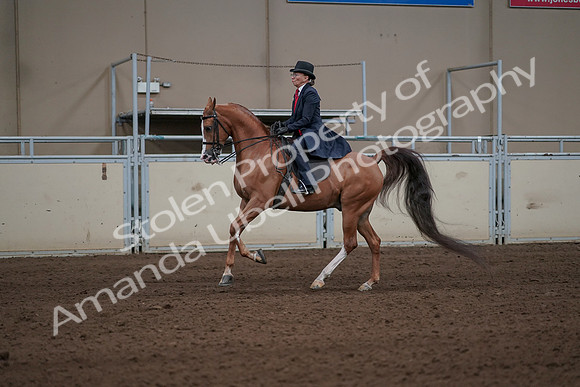 2019 Morgan Horse Show - Sept 01, 2019 - 11936
