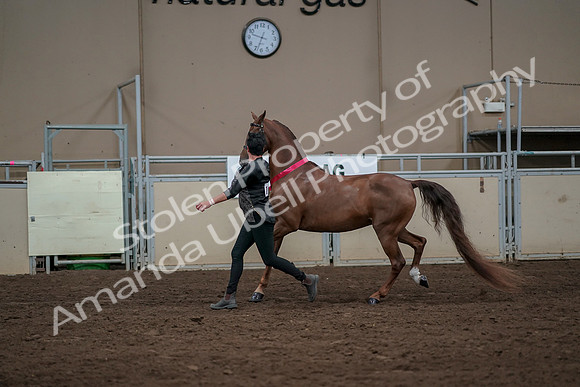 2019 Morgan Horse Show - Aug 31, 2019 - 01458