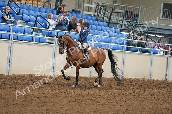 2020 - AB Morgan Horse - Fri, Sept 04 - 04469