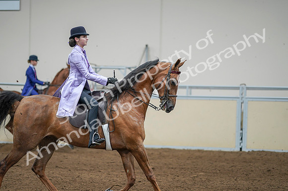 2020 - AB Morgan Horse - Fri, Sept 04 - 05145