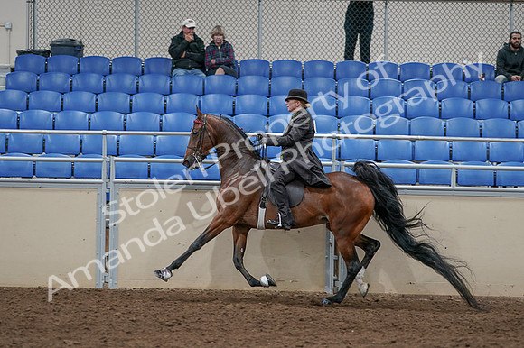 2020 - AB Morgan Horse - Fri, Sept 04 - 09784
