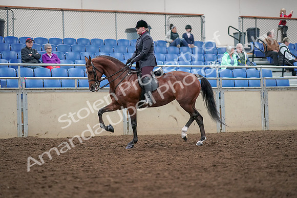 2019 Morgan Horse Show - Aug 30, 2019 - 20251
