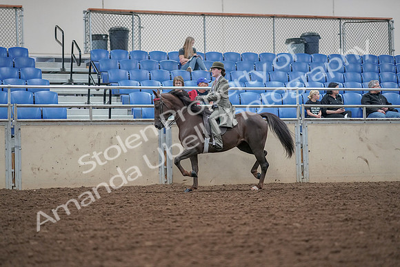 2019 Morgan Horse Show - Aug 30, 2019 - 15513