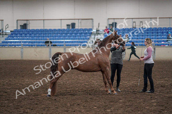 2019 Morgan Horse Show - Aug 31, 2019 - 01370