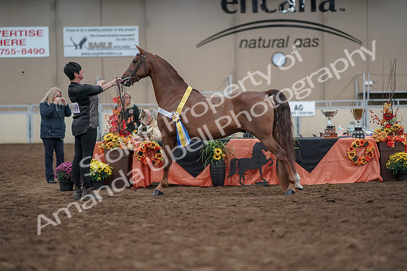 2019 Morgan Horse Show - Aug 31, 2019 - 03845