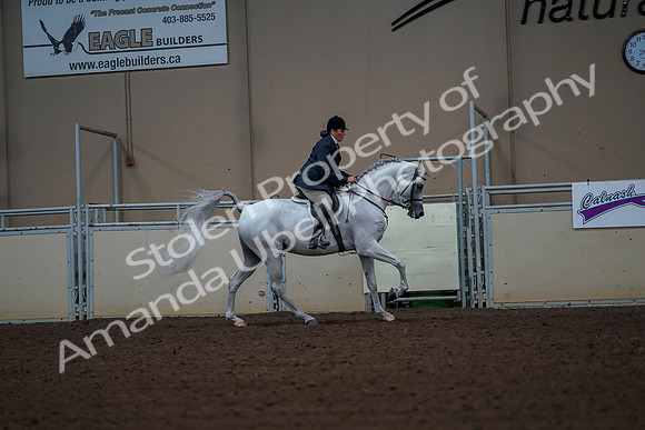 2019 Morgan Horse Show - Aug 30, 2019 - 17564
