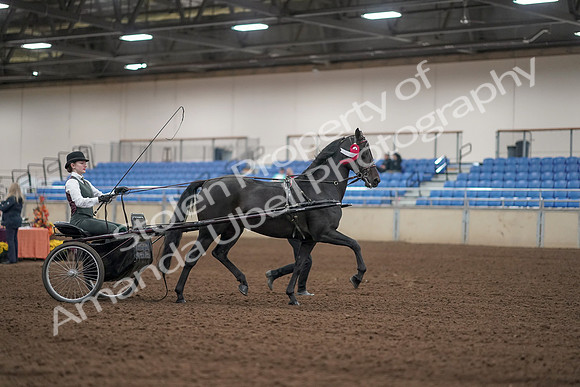 2019 Morgan Horse Show - Aug 31, 2019 - 04816