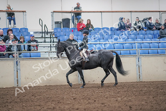 2019 Morgan Horse Show - Aug 31, 2019 - 19476